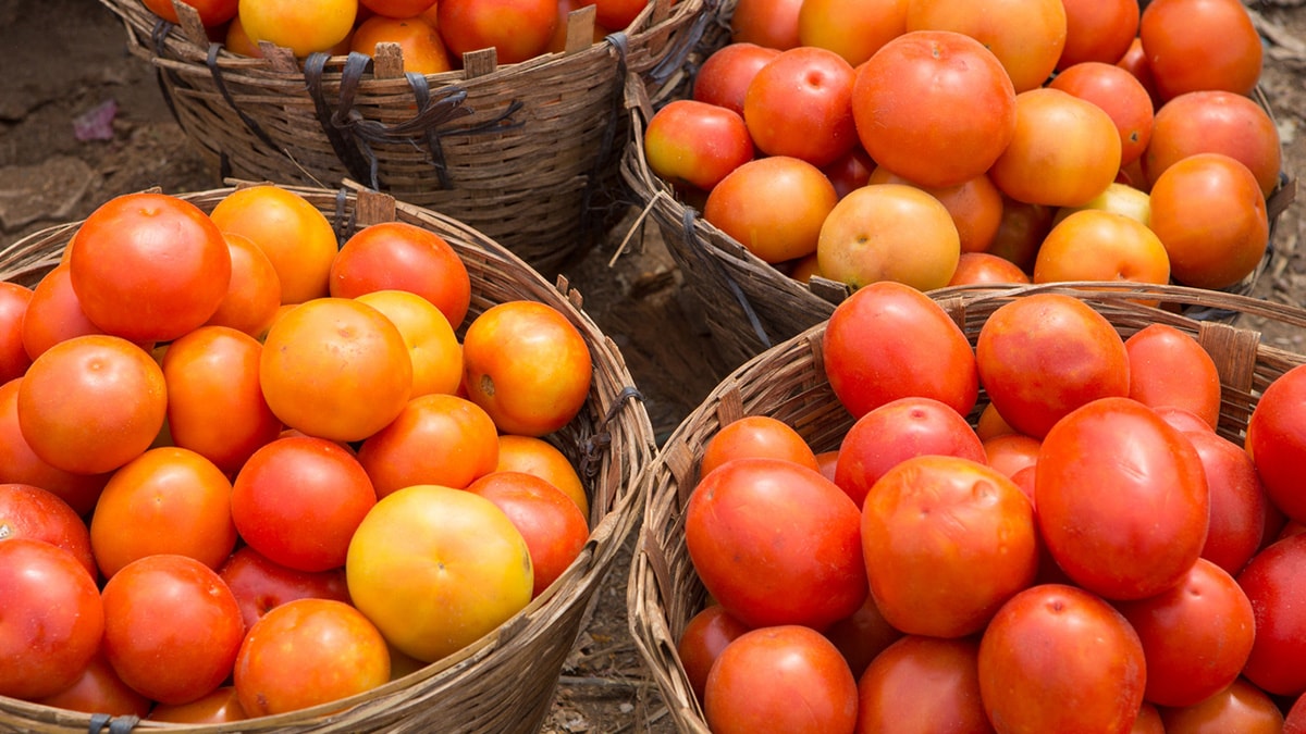 98elcvro tomatoes 625x300 30 June 23