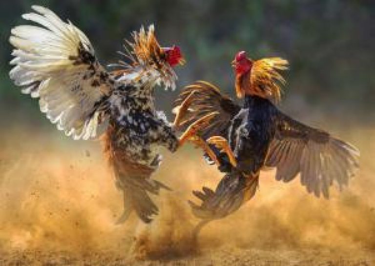 90920 cockfighting 300x213 1