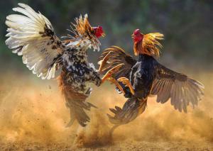 90920 cockfighting 300x213 1
