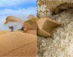 govt hikes allocation of wheat under open market sale scheme