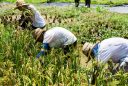 The Sustainable Restaurant Assoc