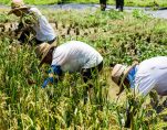 The Sustainable Restaurant Assoc