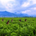The farmers of Qichun are pickin