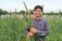 Millet2