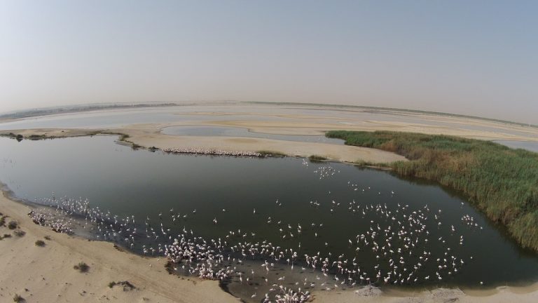 DroneE28099s images of the breeding birds at Al Wathba Wetland Reserve
