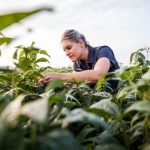 Female farmer inspecting soyabea