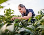 Female farmer inspecting soyabea