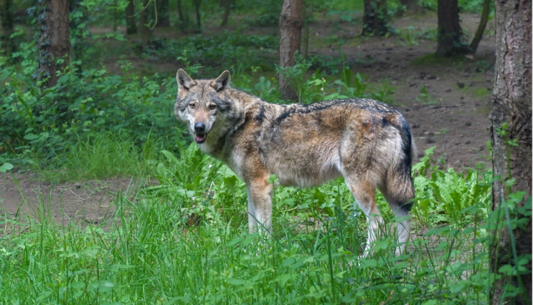 Wolf