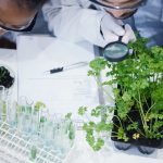241025 Syngenta named top Ag emp
