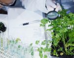 241025 Syngenta named top Ag emp