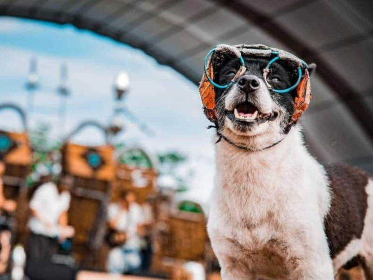 Woofstock Dubai