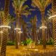 Tall palms trees highlighted at night, Diriyah, Riyadh, Saudi Arabia