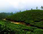 india tea