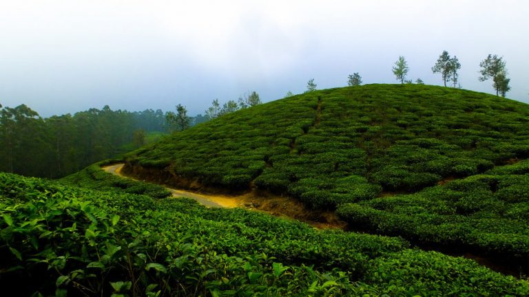 india tea