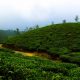 india tea
